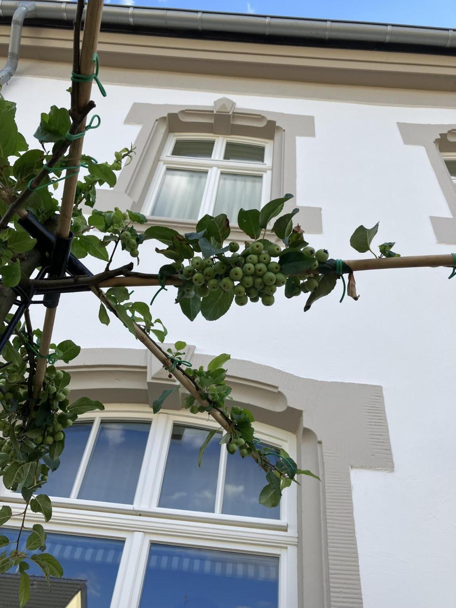 Gaestehaus Cantzheim Kanzem Екстер'єр фото
